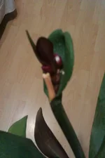 IMAG0270[1].webp