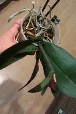 IMAG0271[1].webp