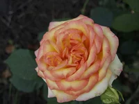 _1013394 копия.webp