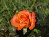 _1013481 изм..webp