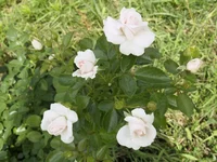 _1013492 изм.webp