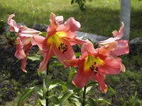 _1013521 изм..webp
