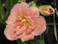 _1013444 изм..webp