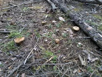 -0086.webp