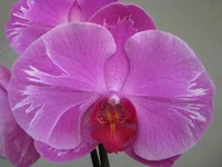 IMG_6234_1.webp