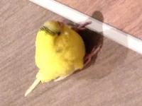 image.webp