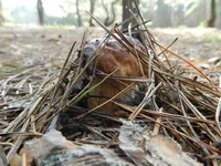 DSCN5752.webp