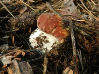 DSCN5754.jpg