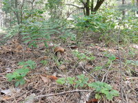 DSCN5762.jpg