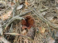 DSCN5766.webp