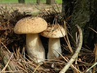 DSCN5775.jpg