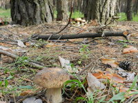 DSCN5777.jpg