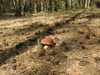 DSCN5779.webp