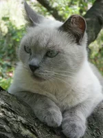  - красотка.webp