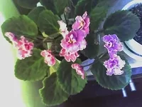 .webp