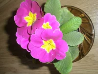 P3110001.webp
