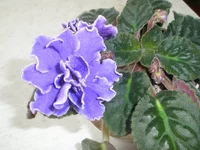 P3110010.webp