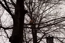 IMG_1500_новый размер.webp