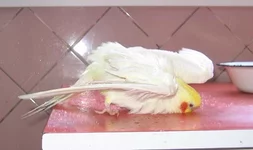  каплям дождя.webp