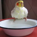  мой личный басейн.webp