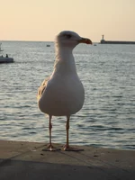 DSC03677.webp