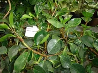 peperomia10b.webp