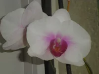 P1010038.webp