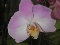 P1010039.webp