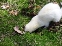 SAM_1295_1.jpg
