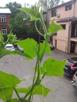20140715_103227.webp