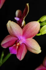 image (8).webp