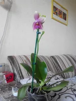 IMG_20140716_090700.webp