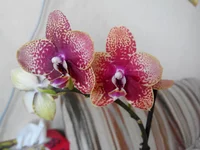 IMG_20140714_093652.webp