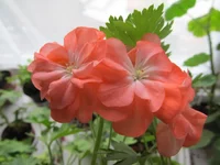 crop_94851897_EWVh.webp