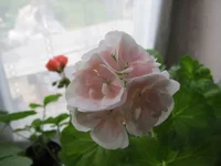 crop_94851802_ogtE.webp