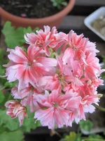 crop_94852019_2Y1DzSn.webp