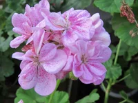 crop_94852089_StEASI.webp
