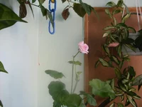 SDC15770.webp