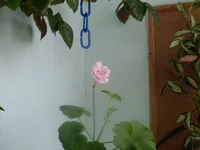 SDC15778.webp