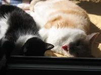 IMG_3966[1].webp