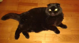 cat.webp