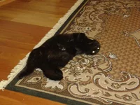 cat2.webp