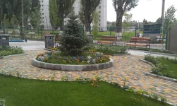 IMAG2233.webp