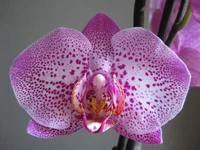 IMG_6330_1.webp
