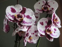 IMG_6333_1.webp