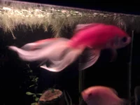 -0354.webp