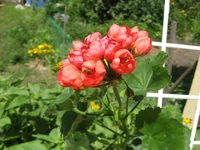 IMG_5226.webp