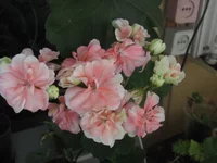 IMG_8072.webp