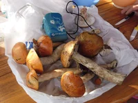 SAM_0632.webp