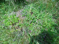 SAM_0667.webp